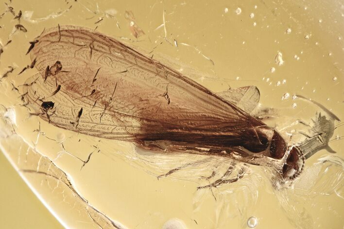 Detailed Fossil Winged Termite (Isoptera) In Baltic Amber #349442